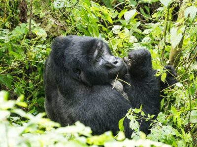 uganda