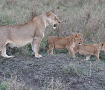 32 lionne et ses deux petits