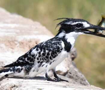 43 martin pêcheur pie