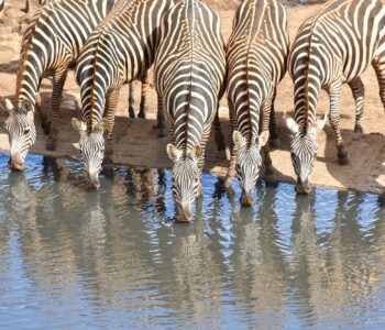52 groupe de zèbres de Burchell