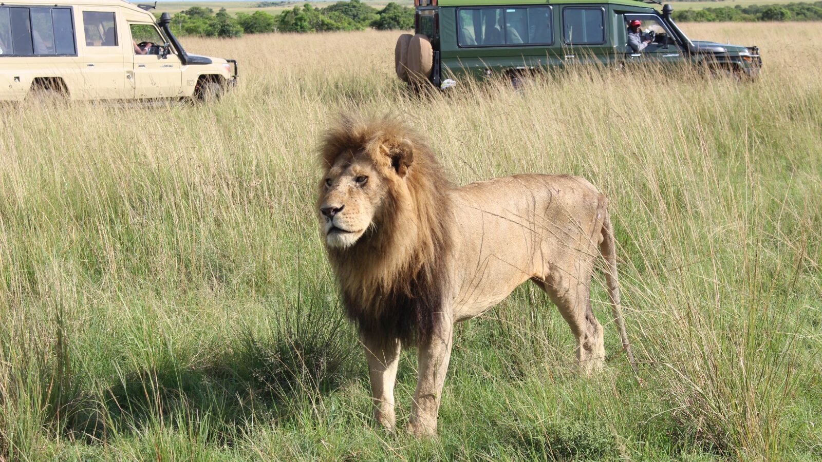 safari-lion-hero safari-lion-hero